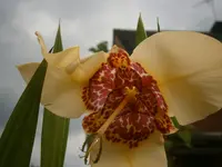 P9040257.webp