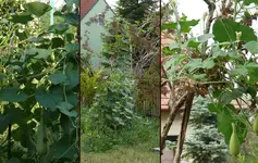 Kale.webp