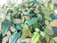 Bilda004.webp