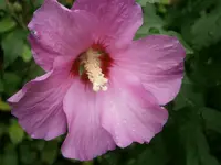 P9050276.webp
