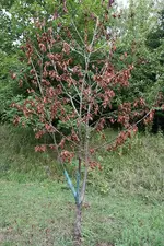 IMG_0279_k_1.webp