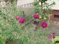 Herbstaster m. Biene.webp