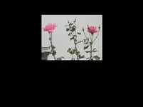 Rosa Rose 05-09.webp