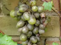 wein1.webp