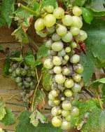 wein2.webp