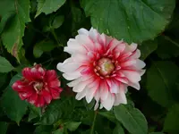 DSCI3789.webp