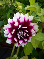 DSCI3787.webp
