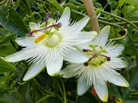 DSCF9567.webp