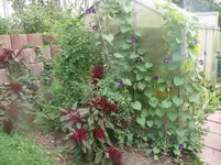 Mischbeet1.webp