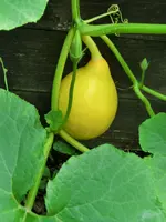 CIMG1436.webp