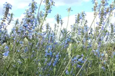 DSCF3143.jpg