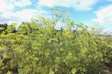 DSCF3147 (2).webp