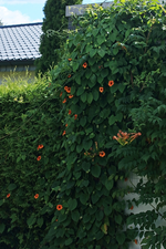 Schwarzäugige Susanne_700.webp