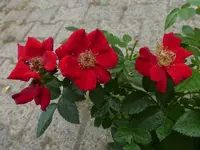 P1520263.webp