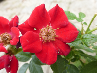 P1520265.webp