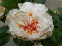 P1520268.webp