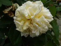 P1520272.webp