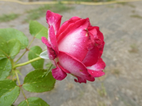 P1520287.webp