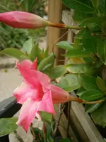 P9070303.webp