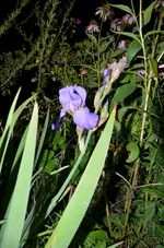 DSC_0226.webp