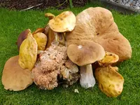DSCF9547.webp