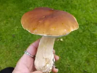 DSCF9550.webp