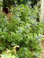 Bartblume_Strauch.webp
