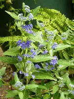 Bartblume_Zweig.webp