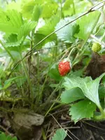 P1520011.webp