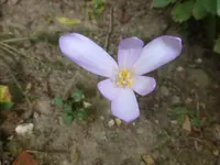 P1520019.webp
