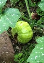 Kürbis-Nachzügler.webp