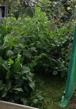 Andenbeeren.jpg