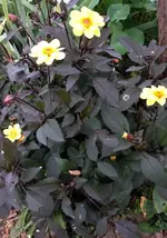 Dahlie .webp