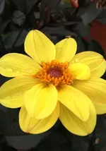 Dahlie 3.webp