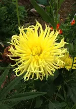 Dahlie gelb.webp