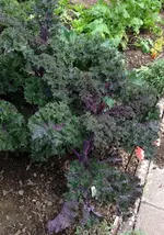 Federkohl 3.webp