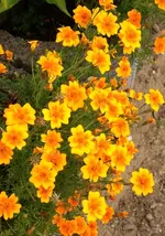Gewürztagetes.webp
