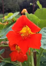 Kapuzinerkresse.webp