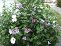 BILD4589.webp