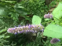 image.webp