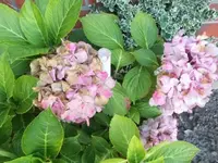 Bilda007.webp