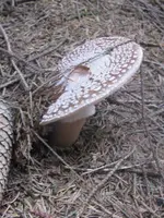 008_576x768.webp