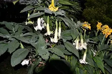 Engelstrompeten_4060.webp