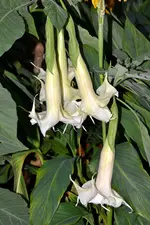 Engelstrompeten_4061.webp