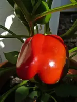 P1040369 paprika.webp