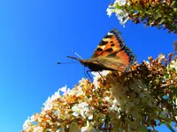 010.webp