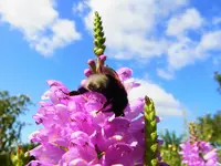 028.webp