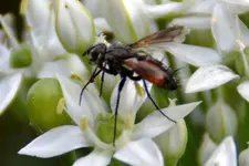 Fliege_2347x.webp