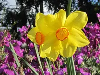 Copy of IMG_4518v.webp