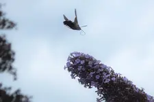 DSCF3155 (2).webp